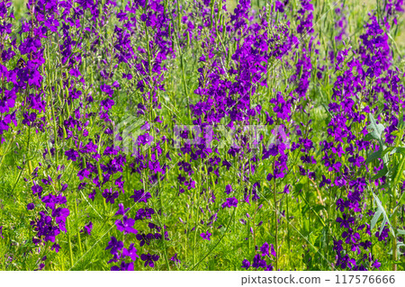 Consolida orientalis. Eastern Larkspur. Bright purple flowers on a green meadow Consolida orientalis. Eastern Larkspur. Bright purple flowers on a green meadow 117576666