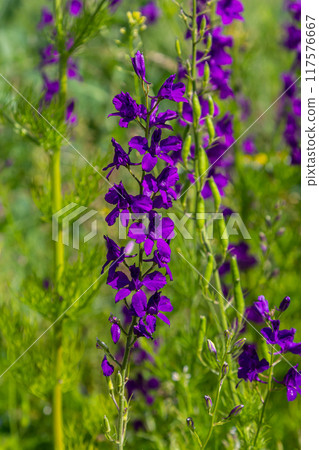 Consolida orientalis. Eastern Larkspur. Bright purple flowers on a green meadow 117576667