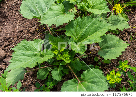 Heracleum, cow parsnip,parsnip. Green large leaves of a fast growing weed 117576675