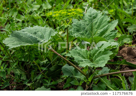 Heracleum, cow parsnip,parsnip. Green large leaves of a fast growing weed 117576676
