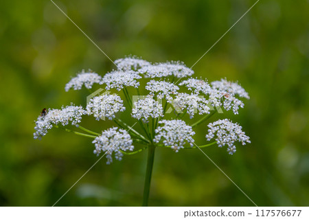 white inflorescence and green leaves of Aethusa cynapium plant 117576677