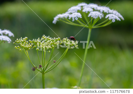 white inflorescence and green leaves of Aethusa cynapium plant 117576678