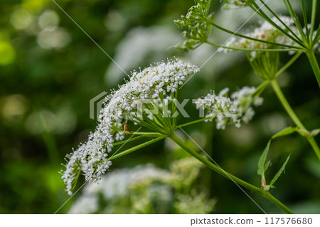white inflorescence and green leaves of Aethusa cynapium plant 117576680
