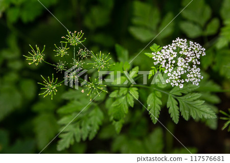Chaerophyllum aureum Golden Chervil Golden Chervil Chaerophyllum aureum Golden Chervil Golden Chervil 117576681