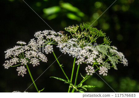 Chaerophyllum hirsutum roseum - pink umbels of hairy chervil 117576683