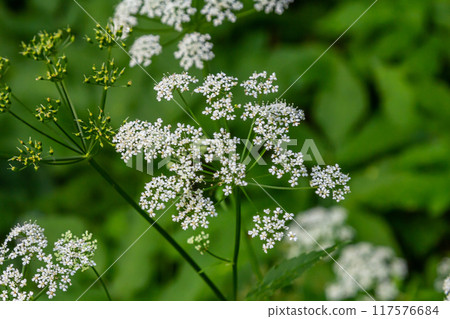 Chaerophyllum aureum Golden Chervil Golden Chervil 117576684