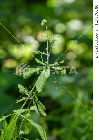 Seed and leaves of the galium aparine or stickybud plant Seed and leaves of the galium aparine or stickybud plant 117576686