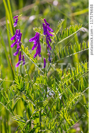Vetch, vicia cracca valuable honey plant, fodder, and medicinal plant. Fragile purple flowers background. Woolly or Fodder Vetch blossom in spring garden Vetch, vicia cracca valuable honey plant, fodder, and medicinal plant. Fragile purple flowers background. Woolly or Fodder Vetch blossom in spring garden 117576688