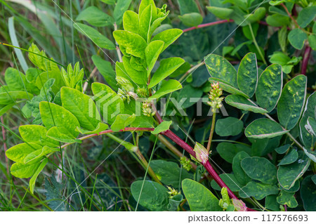 Astragalus glycyphyllos grows in the wild Astragalus glycyphyllos grows in the wild 117576693