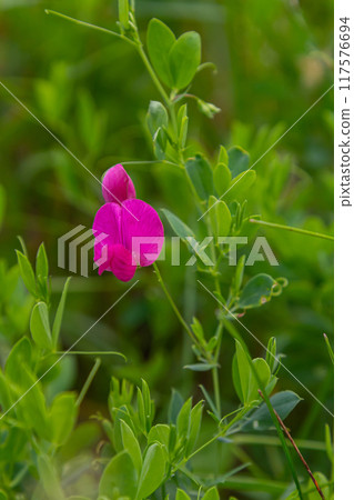 Vicia sativa flowers are blooming in the field Vicia sativa flowers are blooming in the field 117576694