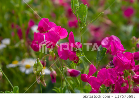 Vicia sativa flowers are blooming in the field Vicia sativa flowers are blooming in the field 117576695