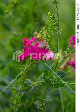 Vicia sativa flowers are blooming in the field Vicia sativa flowers are blooming in the field 117576696