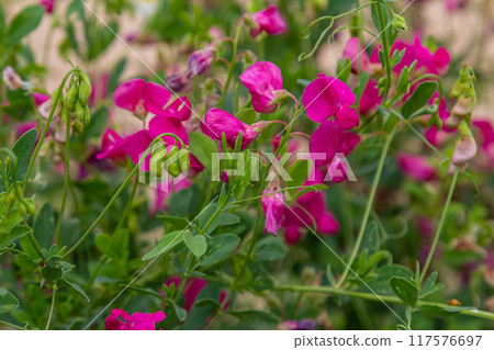 Vicia sativa flowers are blooming in the field Vicia sativa flowers are blooming in the field 117576697