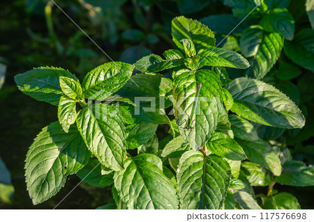 Mentha, also known as mint, used as a spice for tea and flavoring of food and other drinks Mentha, also known as mint, used as a spice for tea and flavoring of food and other drinks 117576698