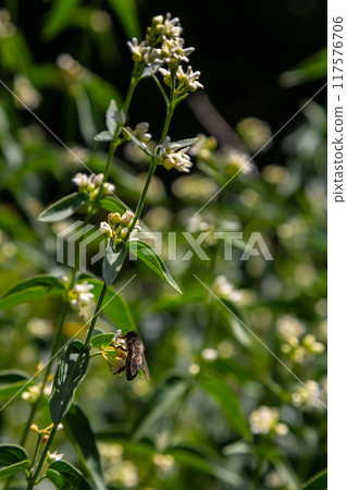 Vincetoxicum hirundinaria. Close up of white swallow wort.Vincetoxicum in the family Apocynaceae Vincetoxicum hirundinaria. Close up of white swallow wort.Vincetoxicum in the family Apocynaceae 117576706