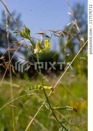 Vicia grandiflora - Wild plant shot in the spring Vicia grandiflora - Wild plant shot in the spring 117576712