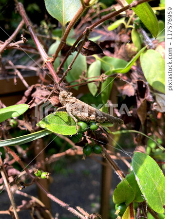 The inconspicuous grasshopper 117576959