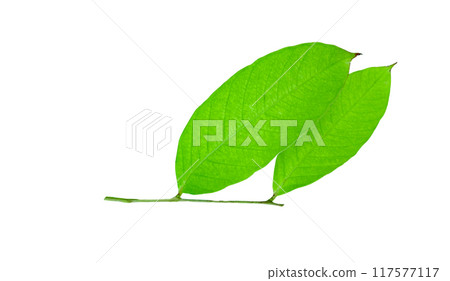 A cut-out of a tree top on a white background with clipping paths. 117577117