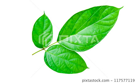 A cut-out of a tree top on a white background with clipping paths. 117577119