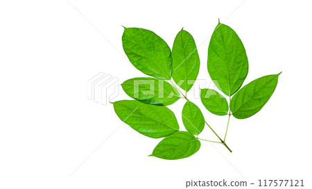 A cut-out of a tree top on a white background with clipping paths. A cut-out of a tree top on a white background with clipping paths. 117577121