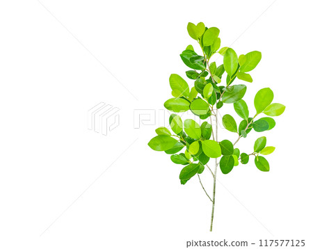 A cut out of Ficus benjamina leaves with clipping paths on a white background. A cut out of Ficus benjamina leaves with clipping paths on a white background. 117577125
