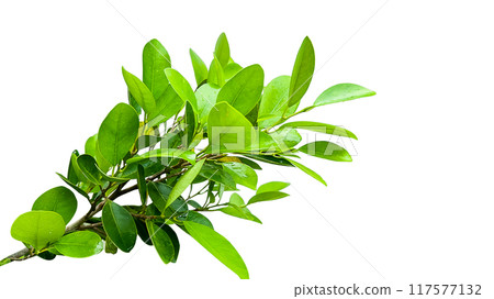 A cut out of Ficus benjamina leaves with clipping paths on a white background. 117577132