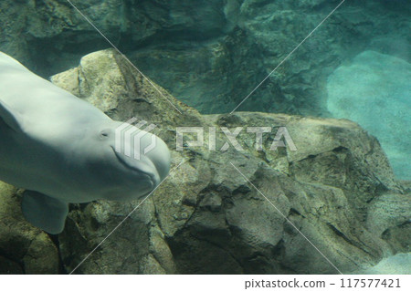 Manatee peeking from the edge of the screen 117577421