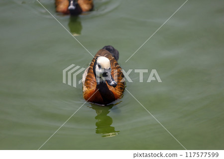 The White-faced Whistling Duck is swimming in the river The White-faced Whistling Duck is swimming in the river 117577599