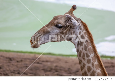 The giraffe had saliva flowing from its mouth, pretending to be hungry. The giraffe had saliva flowing from its mouth, pretending to be hungry. 117577607