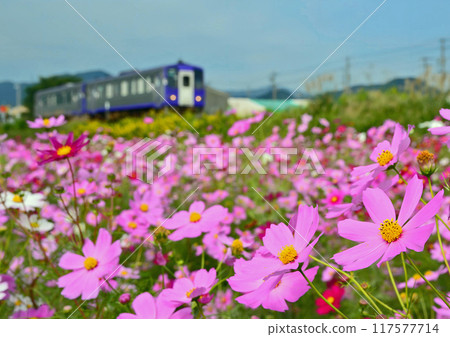 波斯菊和基哈 120 117577714