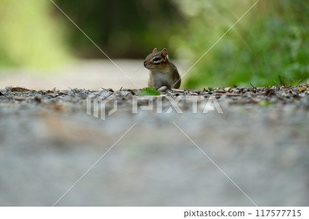 出現在綠色小路上的花栗鼠寶寶 117577715