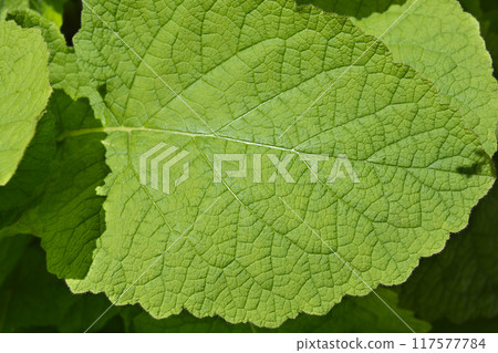 Forskahls sage 117577784