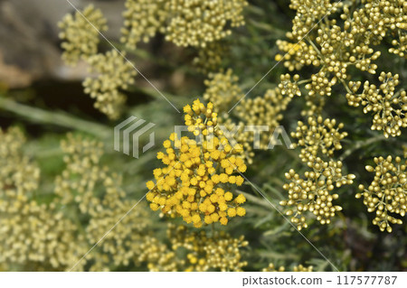 Italian everlasting flowers Italian everlasting flowers 117577787