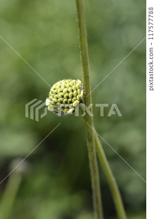 Giant scabious Giant scabious 117577788