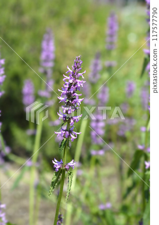 Common hedgenettle Common hedgenettle 117577790