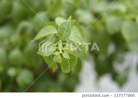 Bougainvillea Sanderiana 117577800