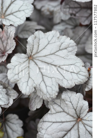 Coral Bells Silver Gumdrop 117577802