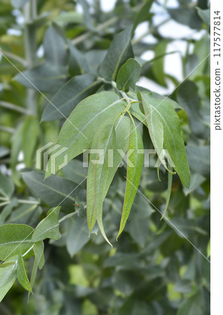 Southern blue gum 117577814