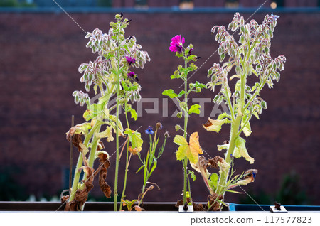 Dried out colorful flowers on a balcony pot, Hamburg Altona, Germany 117577823