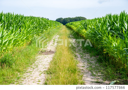 Dirty road between corn fields, Heidenau, Lower Saxony, Germany 117577866