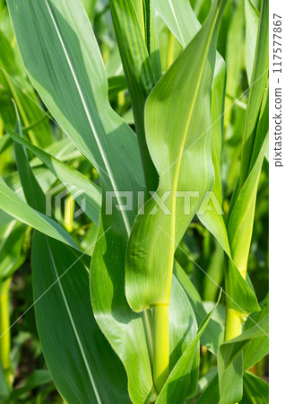 Unripe corn cob on an agriculture field in Heidenau, Germany 117577867