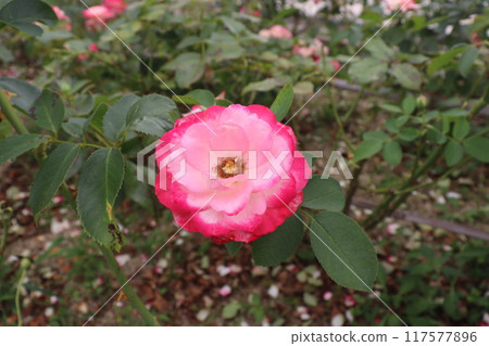 Pink roses in the park Pink roses in the park 117577896
