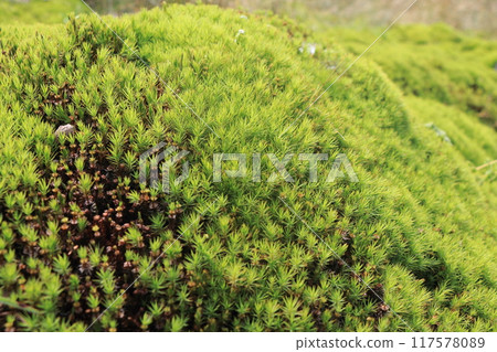 The dazzling green Polytrichum formosum covers the ground. 117578089