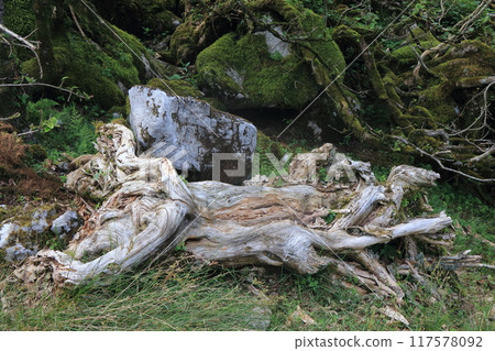 A decaying white tree surrounded by mossy rocks 117578092