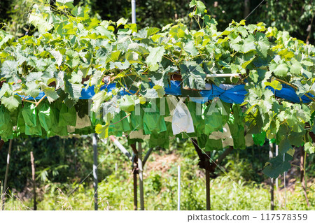 長野縣的葡萄園風光 長野縣的葡萄園風光 117578359