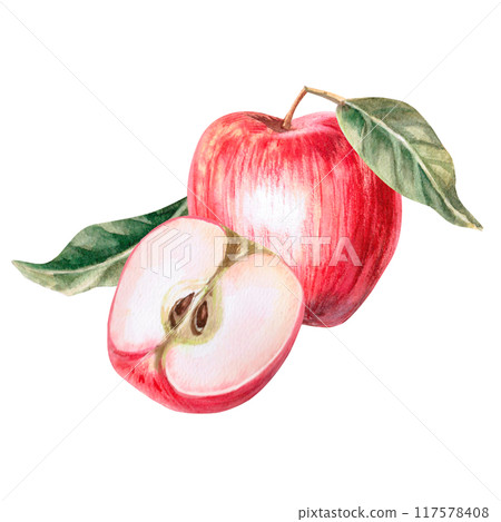 Composition of apple whole and half in isolated watercolor illustration. Fruits for organic food design, posters, fabric printing, packaging, autumn harvest illustration 117578408