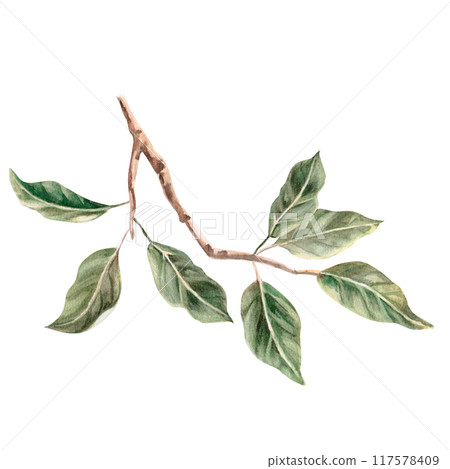 Apple tree branch in isolated watercolor illustration. Apple tree ingredients for organic food design, posters, fabric printing, packaging, autumn harvest illustration Apple tree branch in isolated watercolor illustration. Apple tree ingredients for organic food design, posters, fabric printing, packaging, autumn harvest illustration 117578409