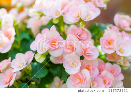 Pink flowers of begonia Pink flowers of begonia 117578531