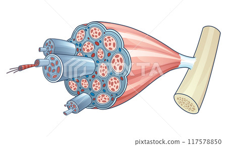 Skeletal muscle anatomy outline diagram. Structure with anatomical inner layers. Educational medical vector illustration Skeletal muscle anatomy outline diagram. Structure with anatomical inner layers. Educational medical vector illustration 117578850