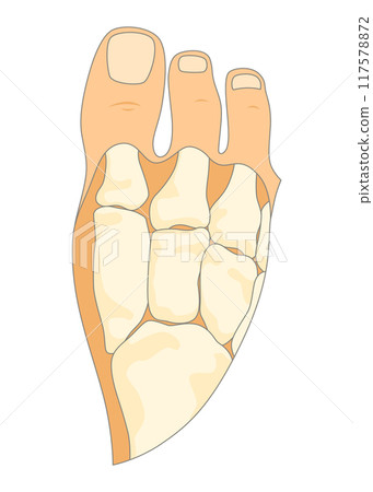 Bones type skeleton. Educational anatomical diagram element. Bone example. Educational medical vector illustration Bones type skeleton. Educational anatomical diagram element. Bone example. Educational medical vector illustration 117578872